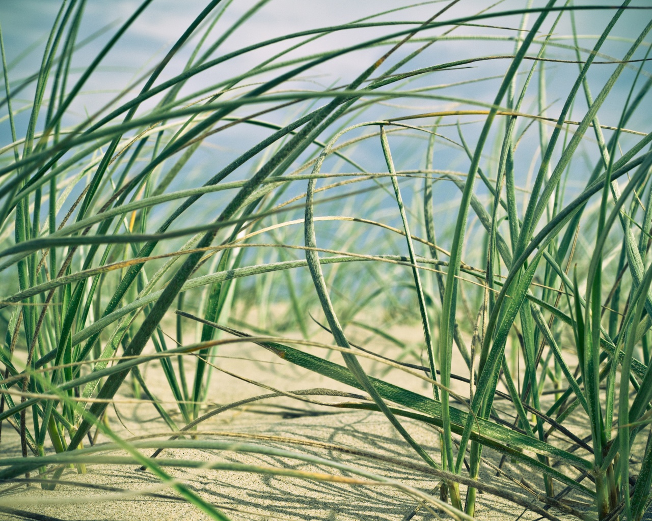 Трава на песке обои