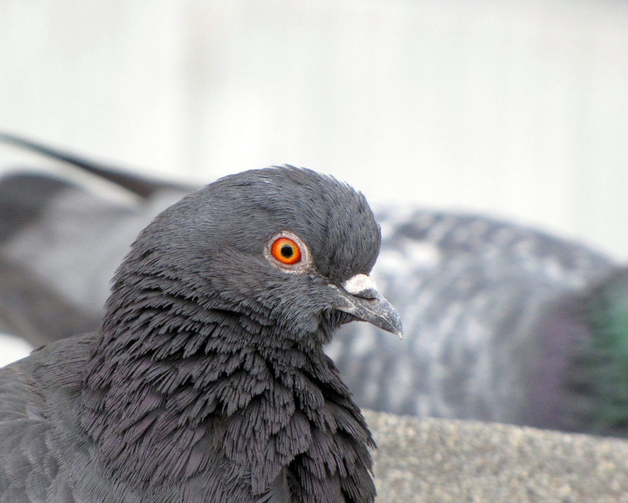 Смотрит в самую душу обои