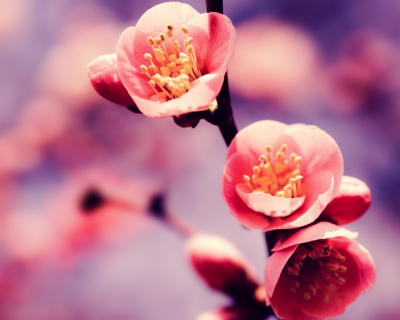 Великолепный цветок обои