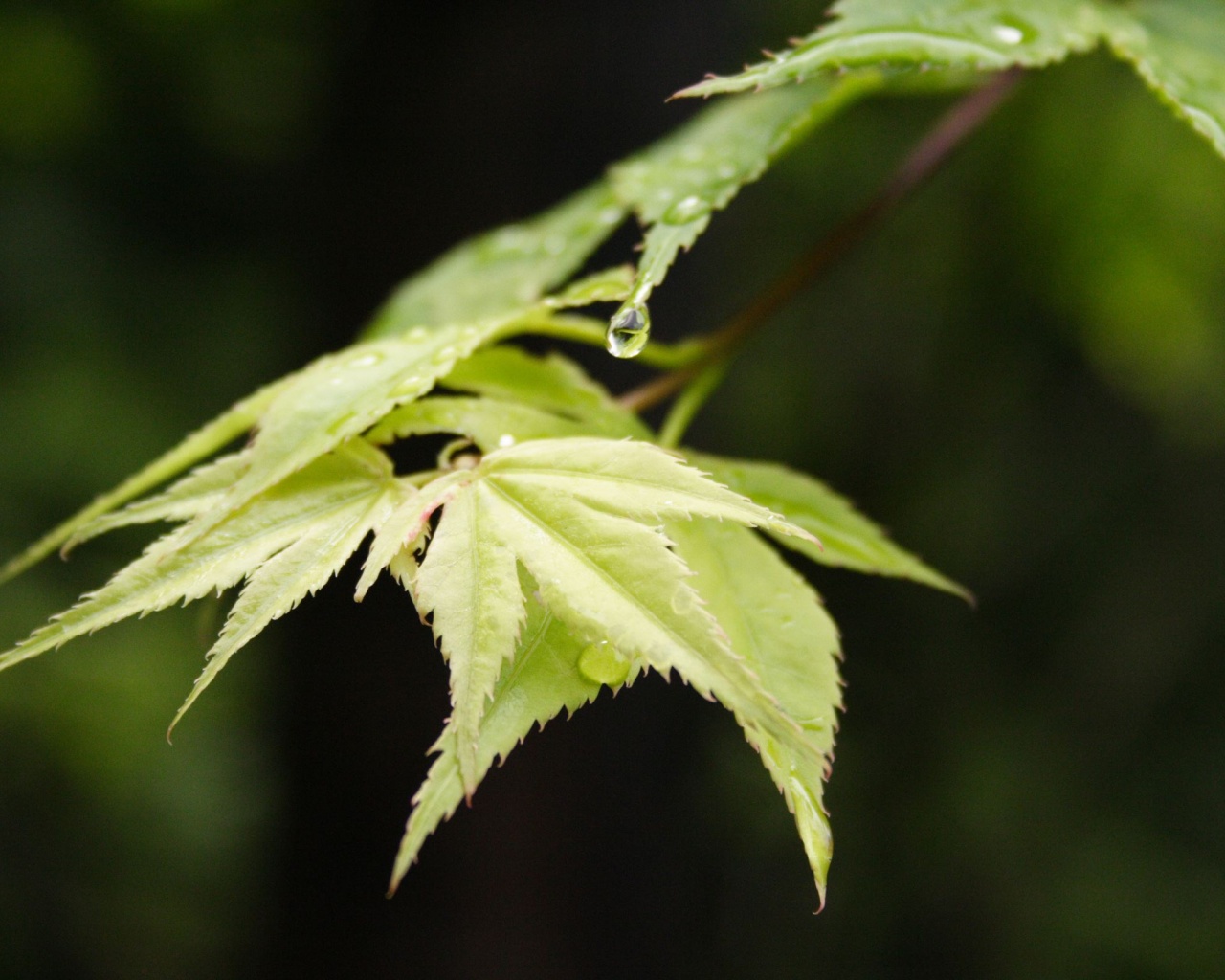 Капля на листе обои