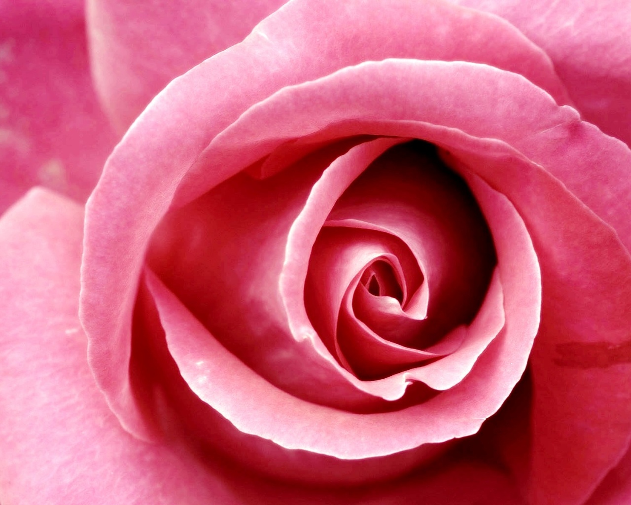 Красивая розовая роза обои