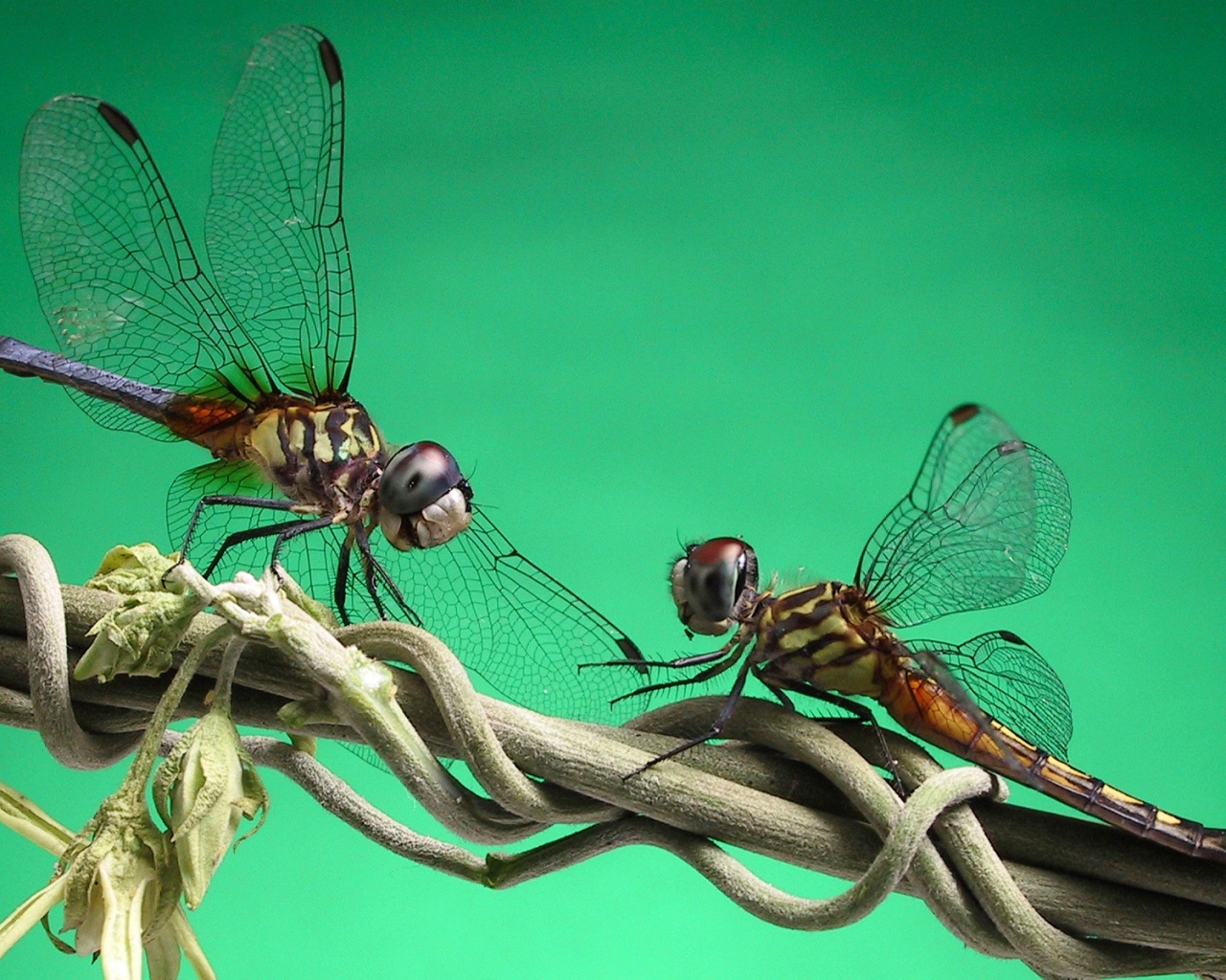 Две стрекозы обои