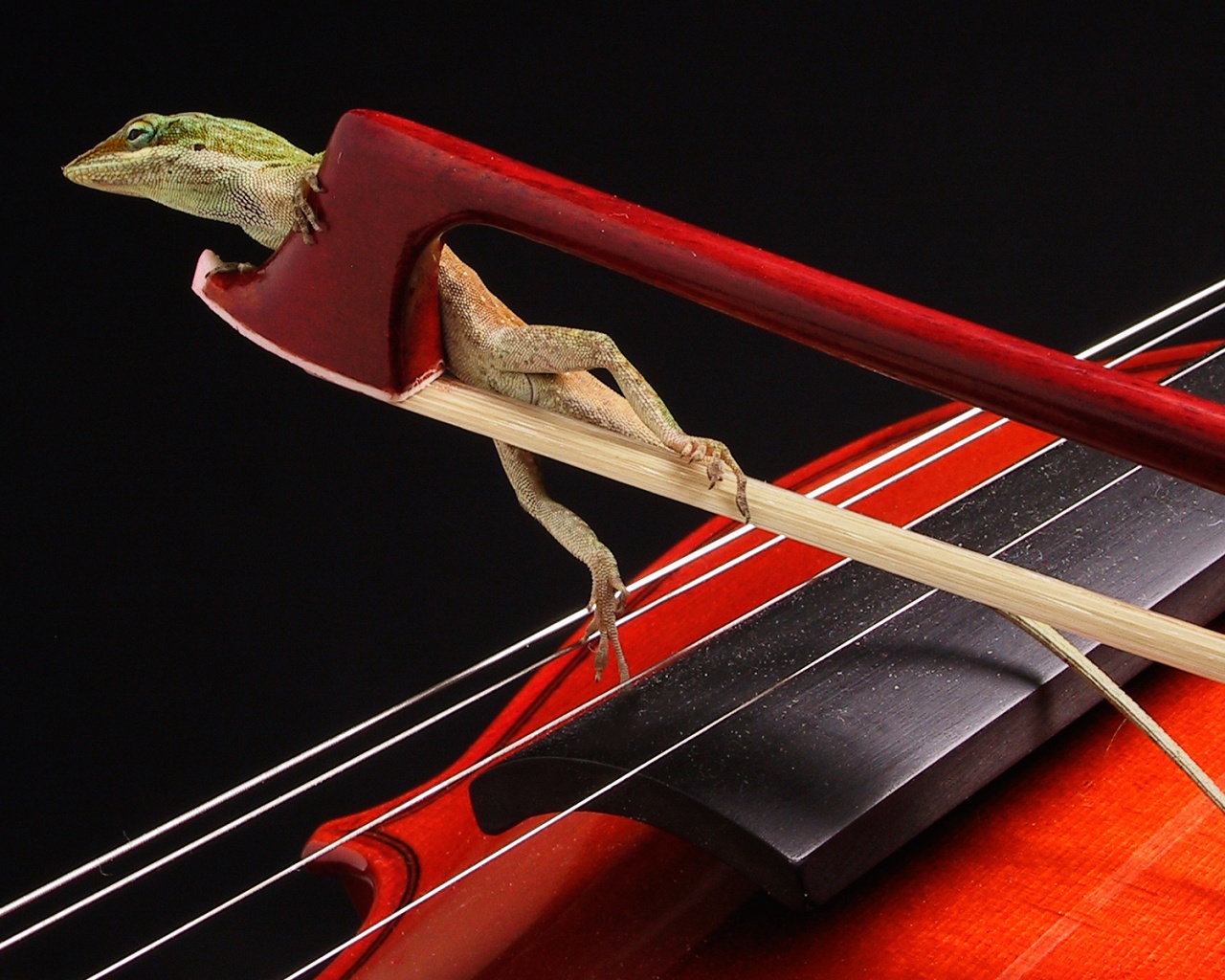 Ящерка на виолончели обои