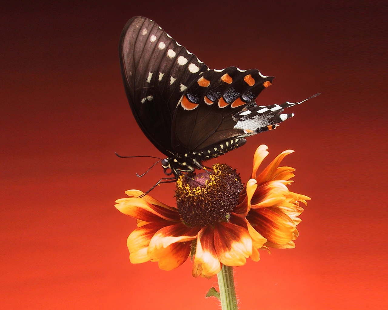 Бабочка на цветке обои