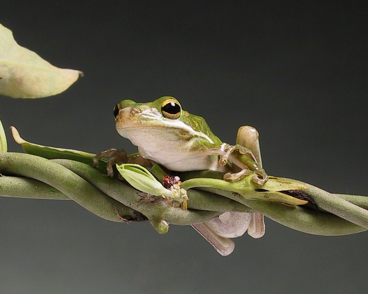 Лупоглазая лягушка на лиане обои