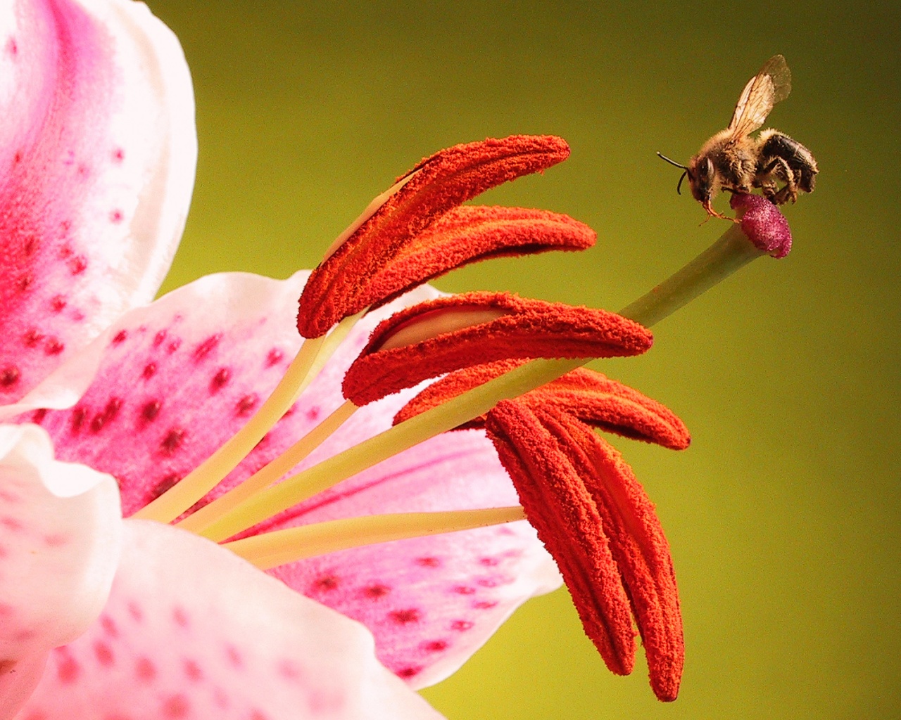 Трудолюбивая пчела на прекрасном цветке обои