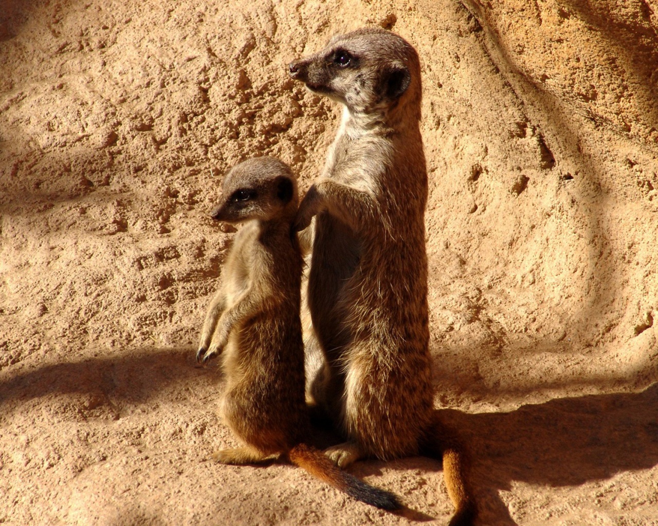 Сурикаты на страже отчизны обои