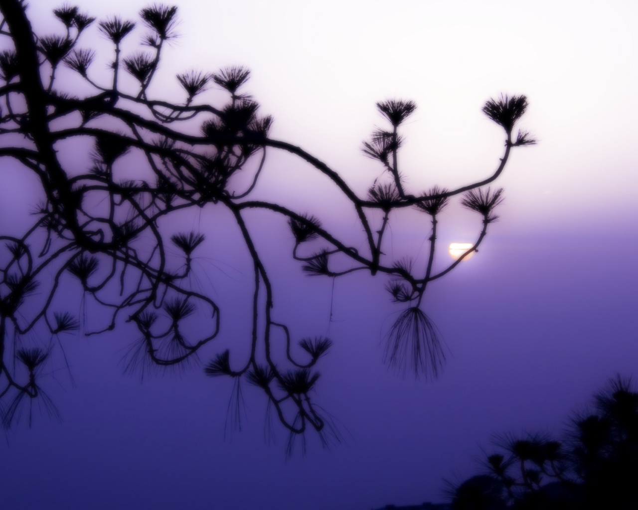 Ленкоранская акация на фоне синего заката обои