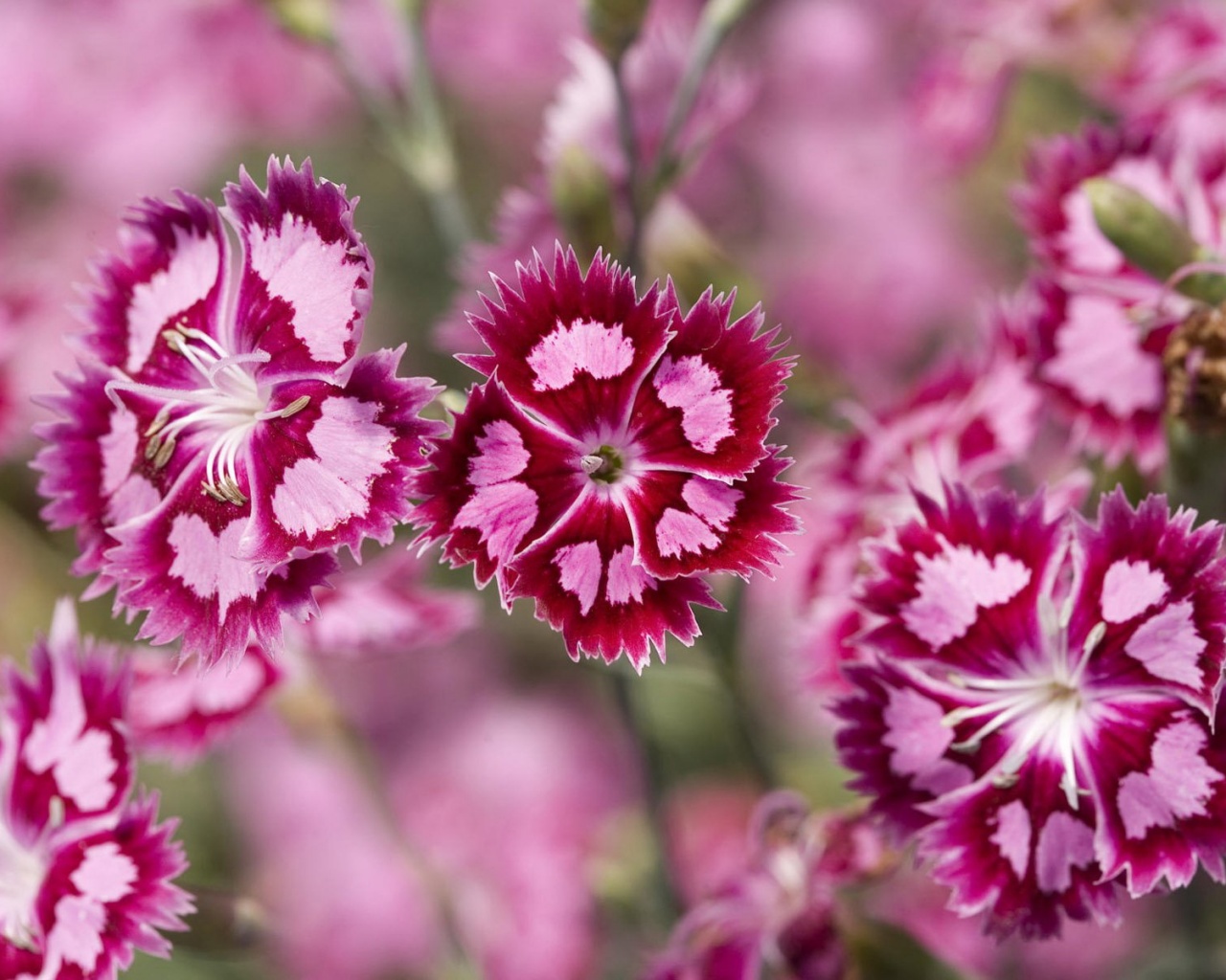 Неизвестные науке цветы обои