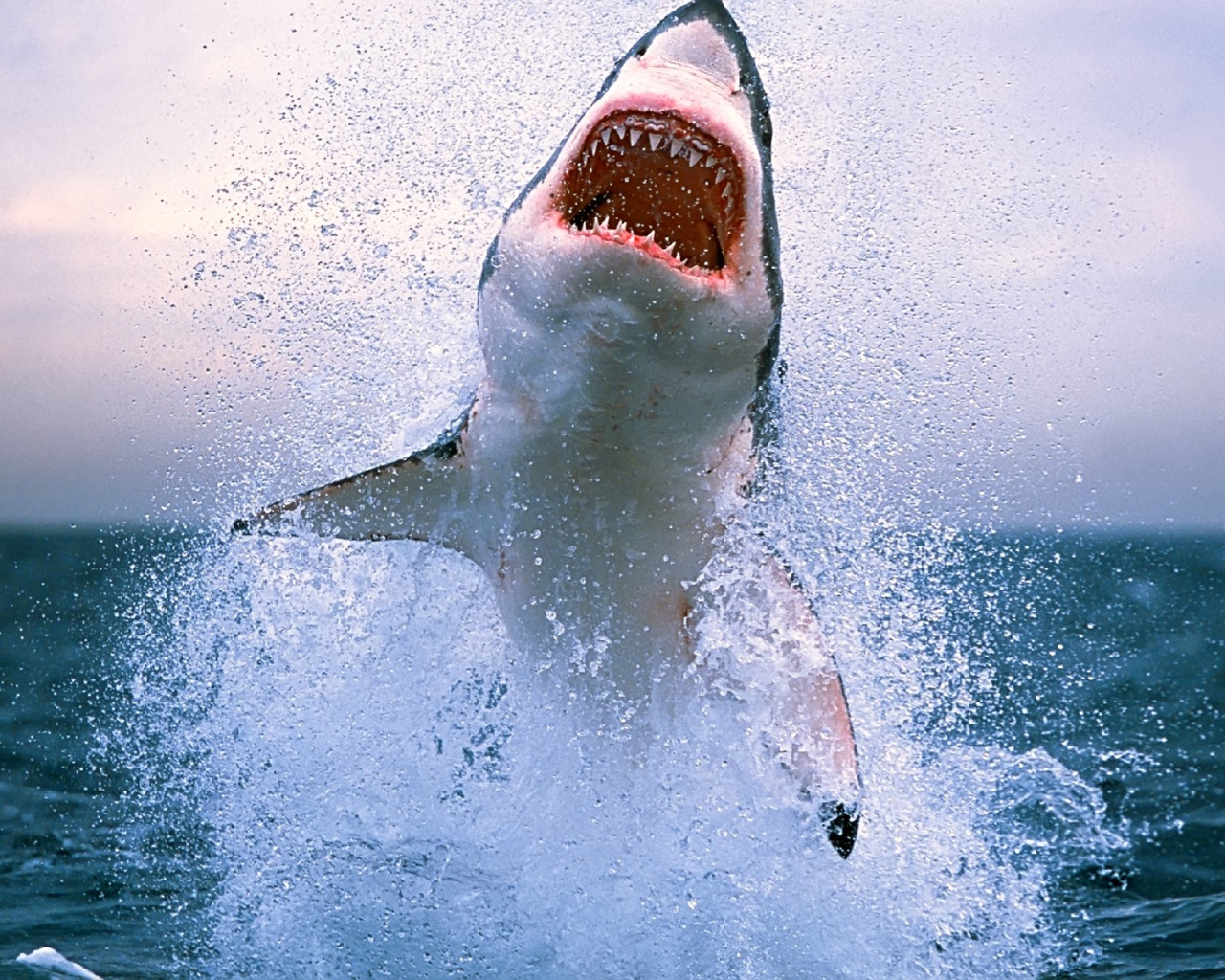 Зубастая акула обои