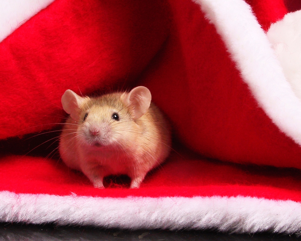Толстый новогодний мышонок обои