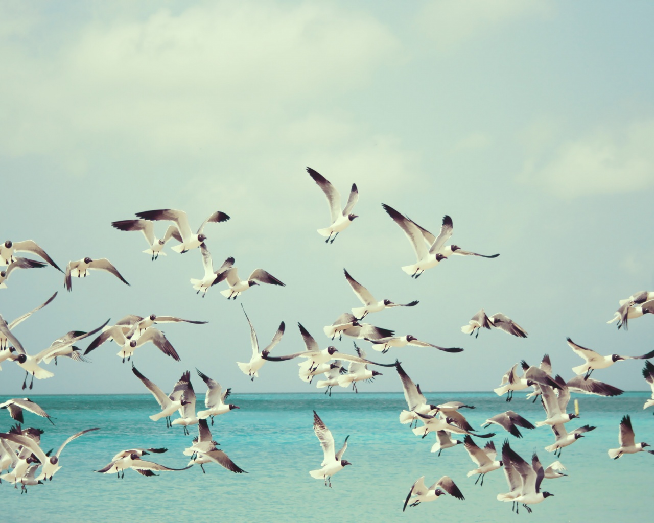 Стая взлетающих чаек обои