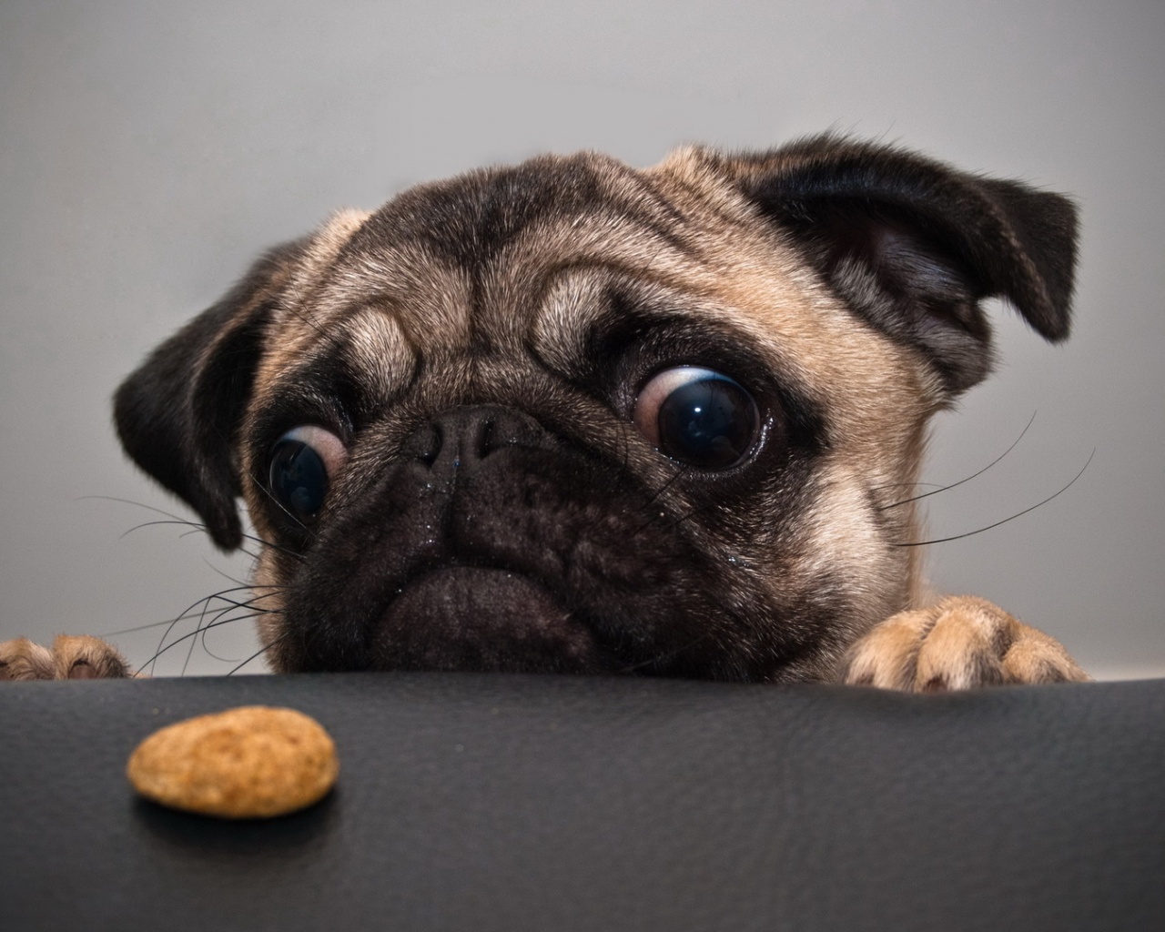 Собака нашла печеньку обои