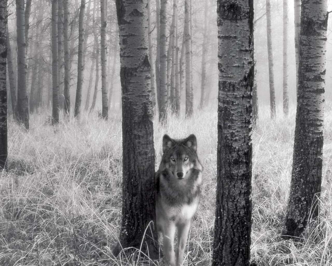 Волк в лесу обои