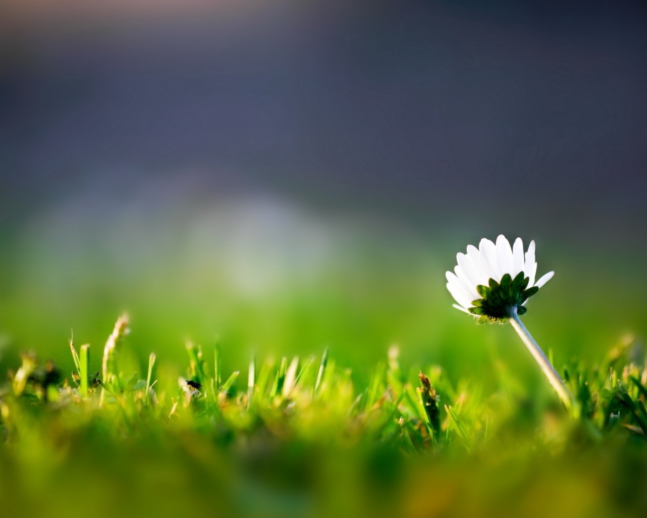 Цветок на траве обои
