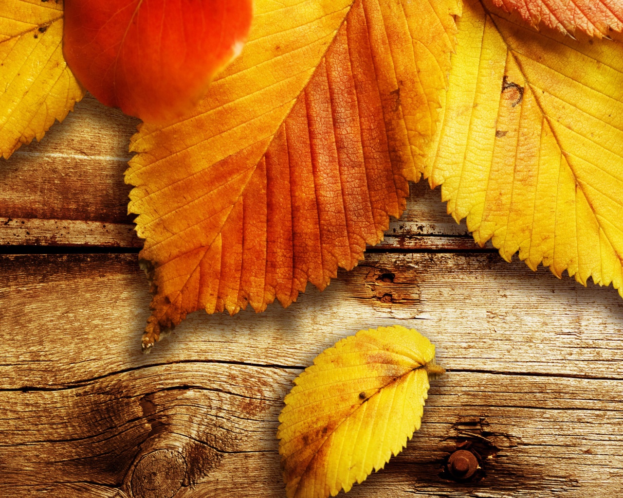 Красиво разложенные листья обои