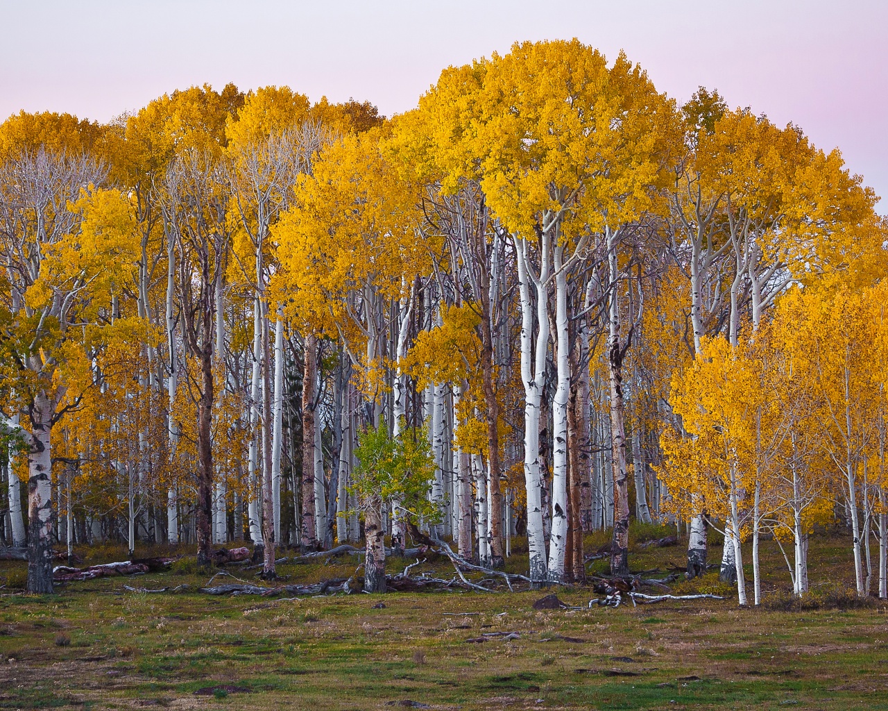 Пожелтевшая березовая роща обои