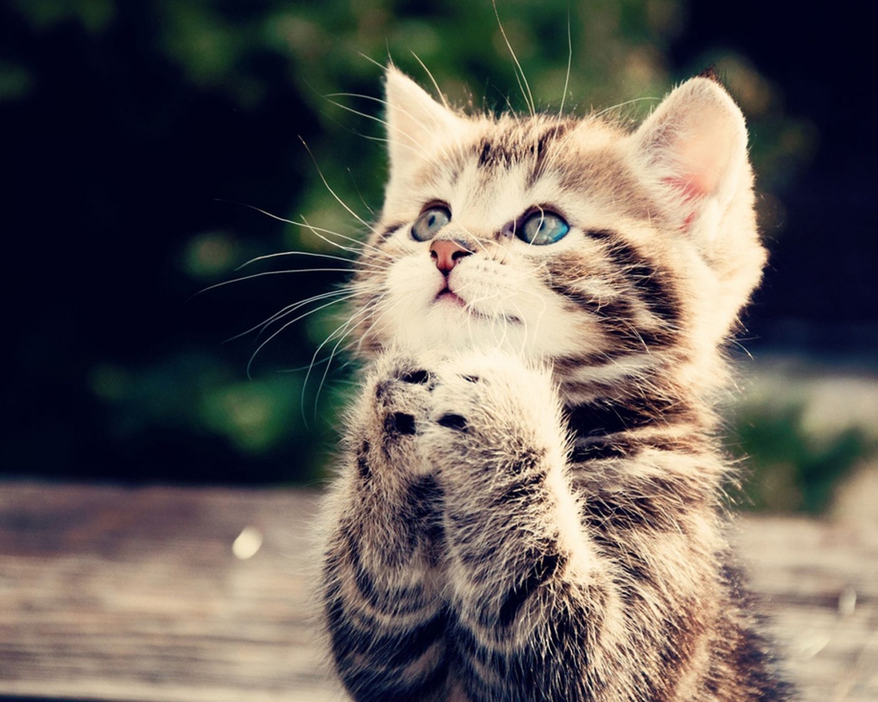 Непередаваемо прелестный котенок сложил лапки обои