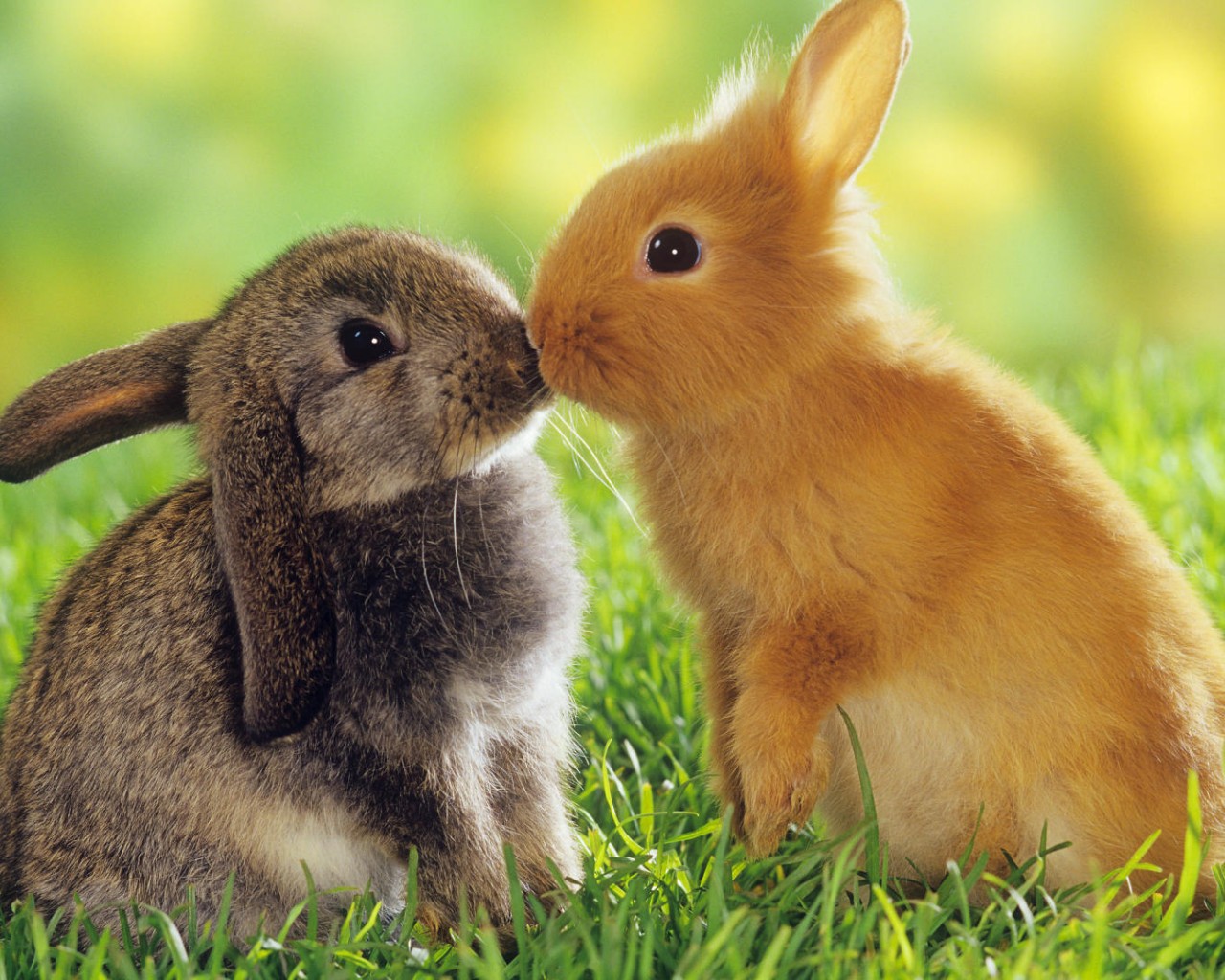 Кролики обои