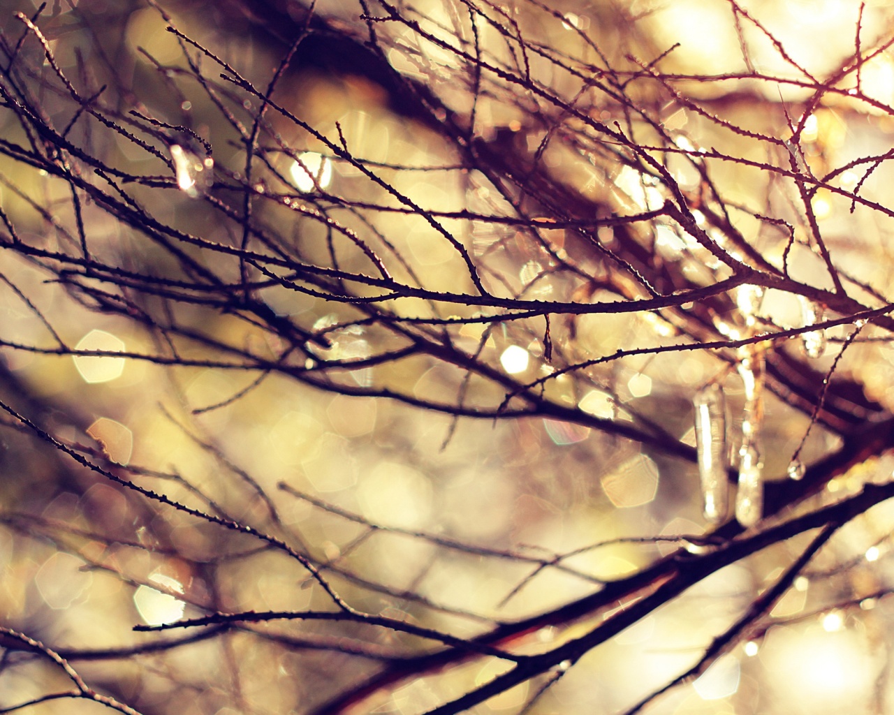 Мокрые ветви дерева обои