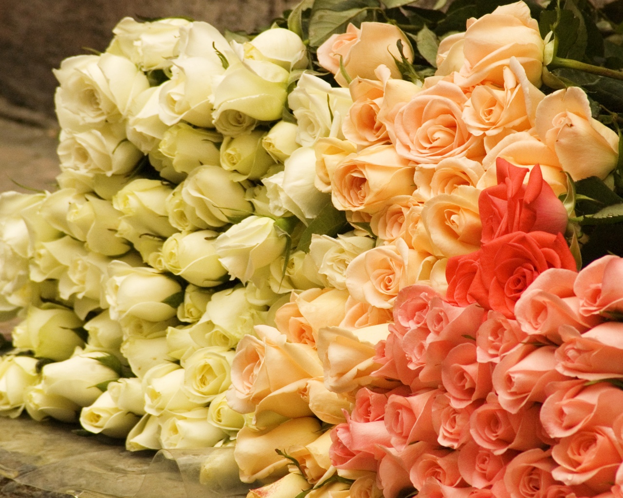 Букеты светлых роз обои