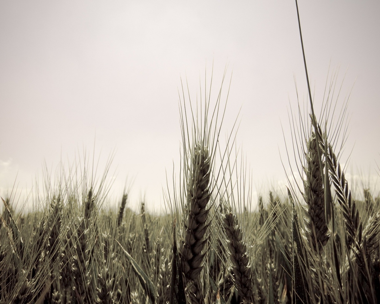Колосья в поле обои