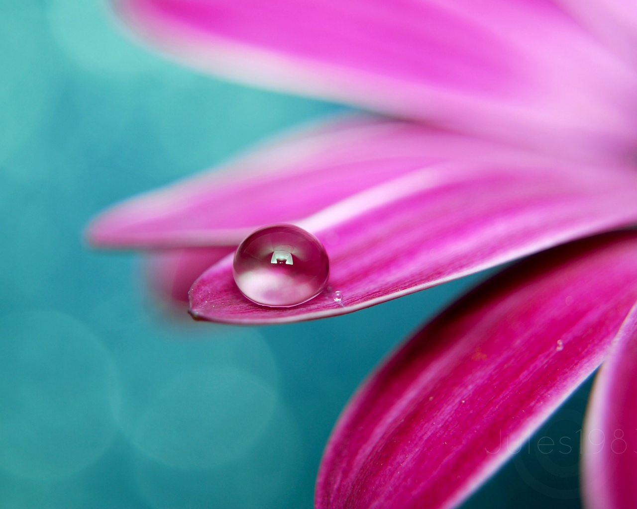 Капля на лепестке обои