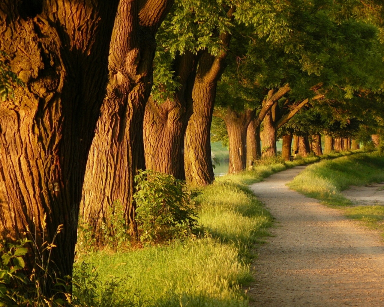 Аллея старых раскидистых деревьев обои