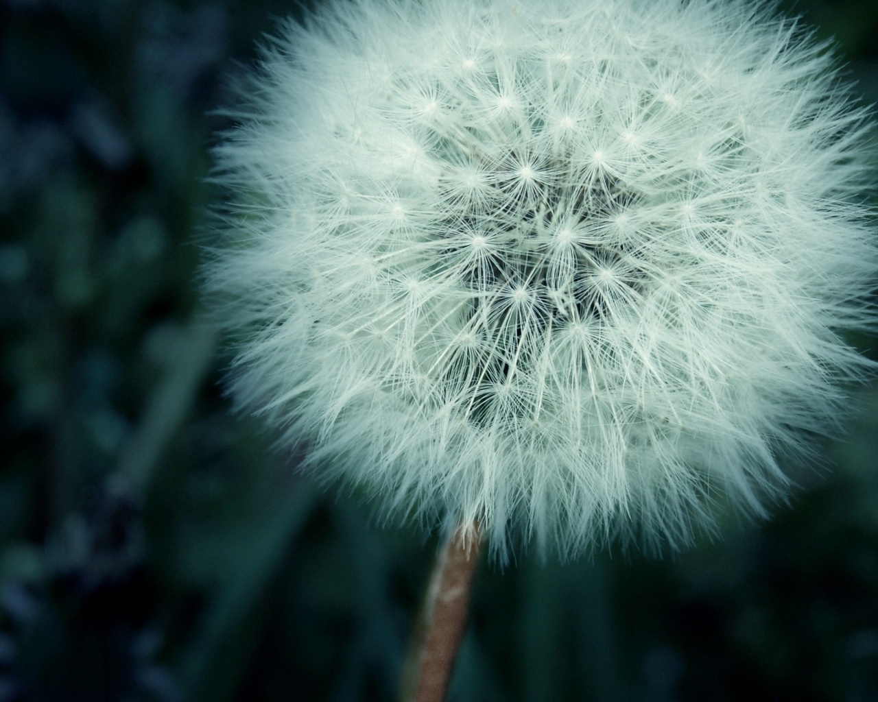 Одуванчик обои