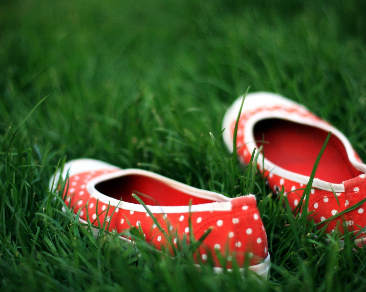 Красные тапки в горошек обои