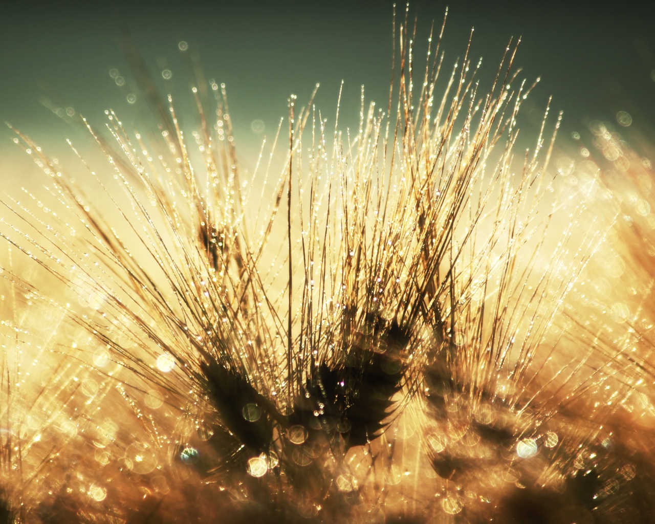 Трава на солнце обои