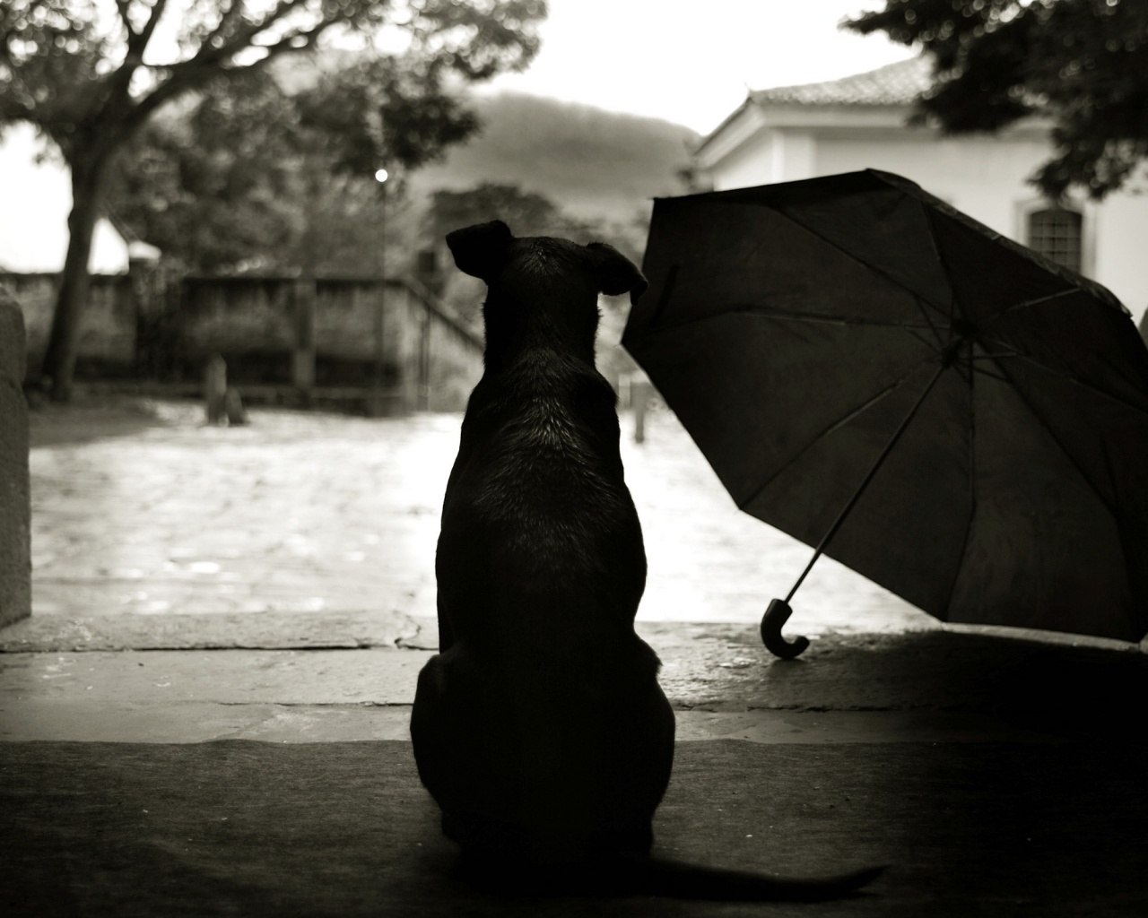 Собака и зонтик обои
