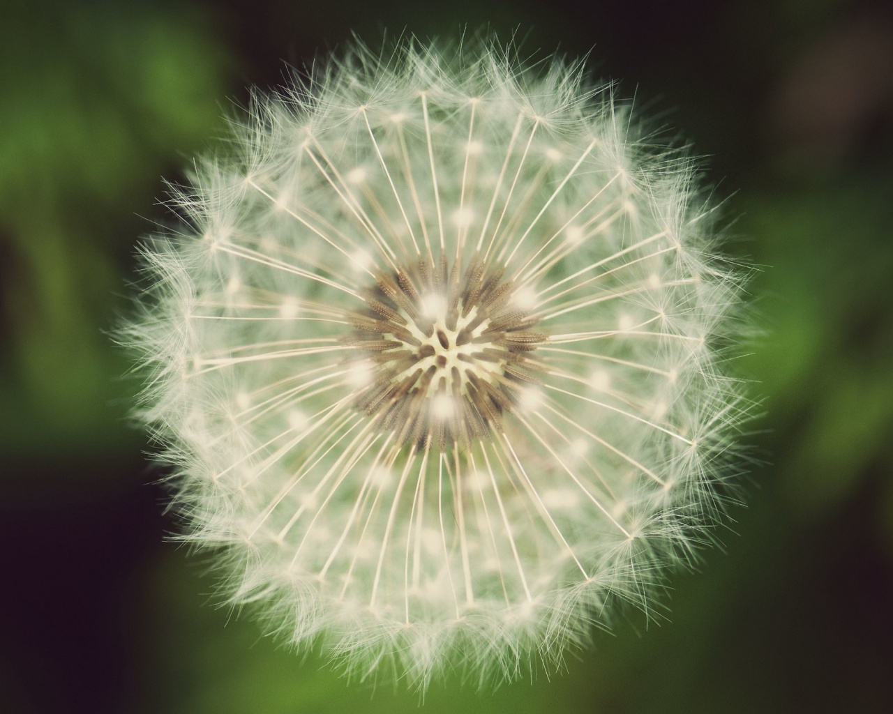 Макро фотография одуванчика обои
