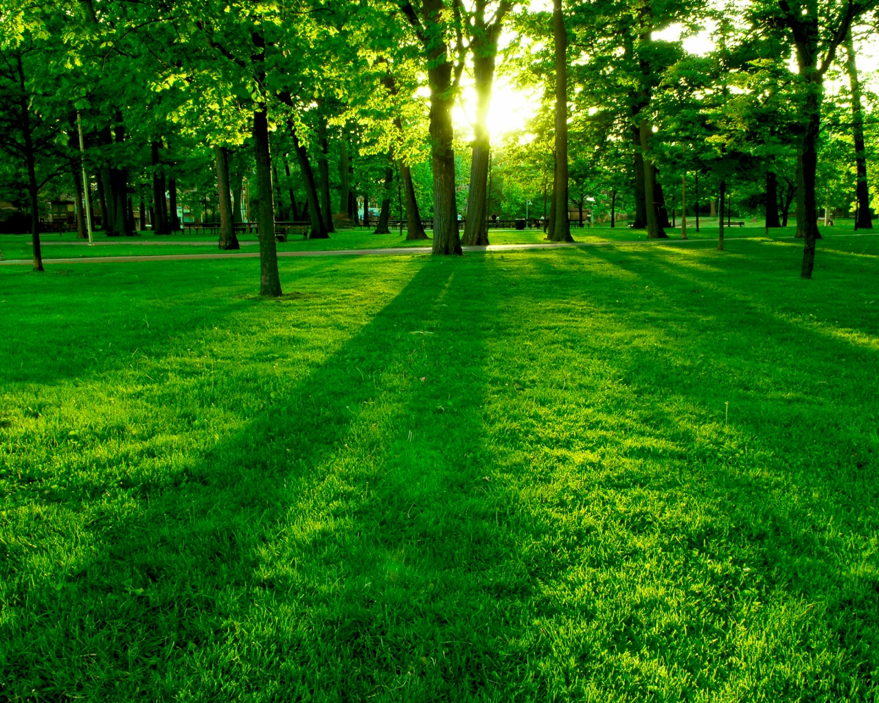 Лучи солнца сквозь листву деревьев обои