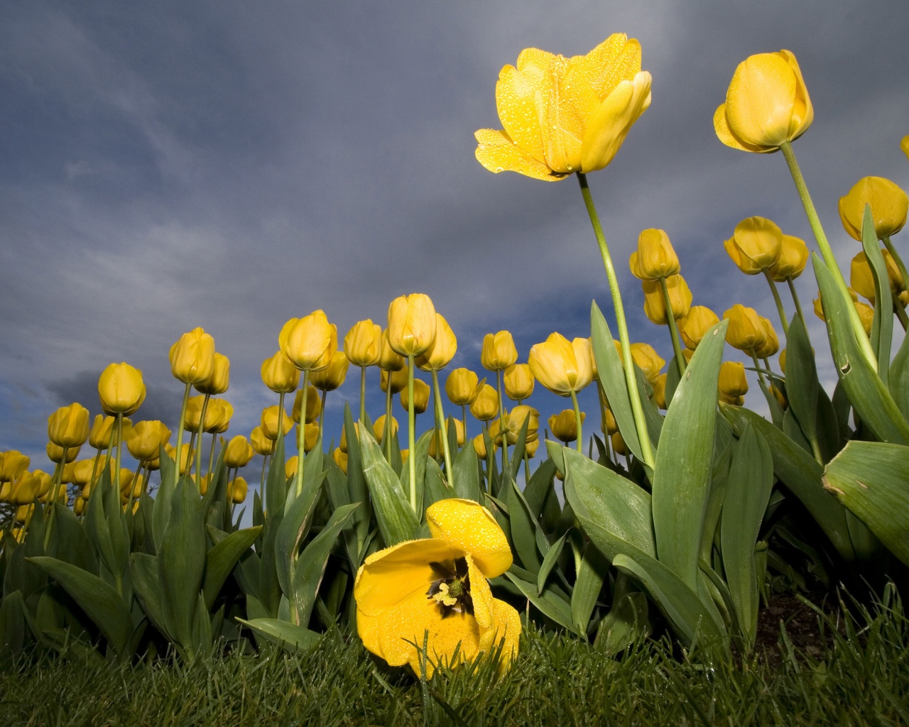 Жёлтые тюльпаны обои