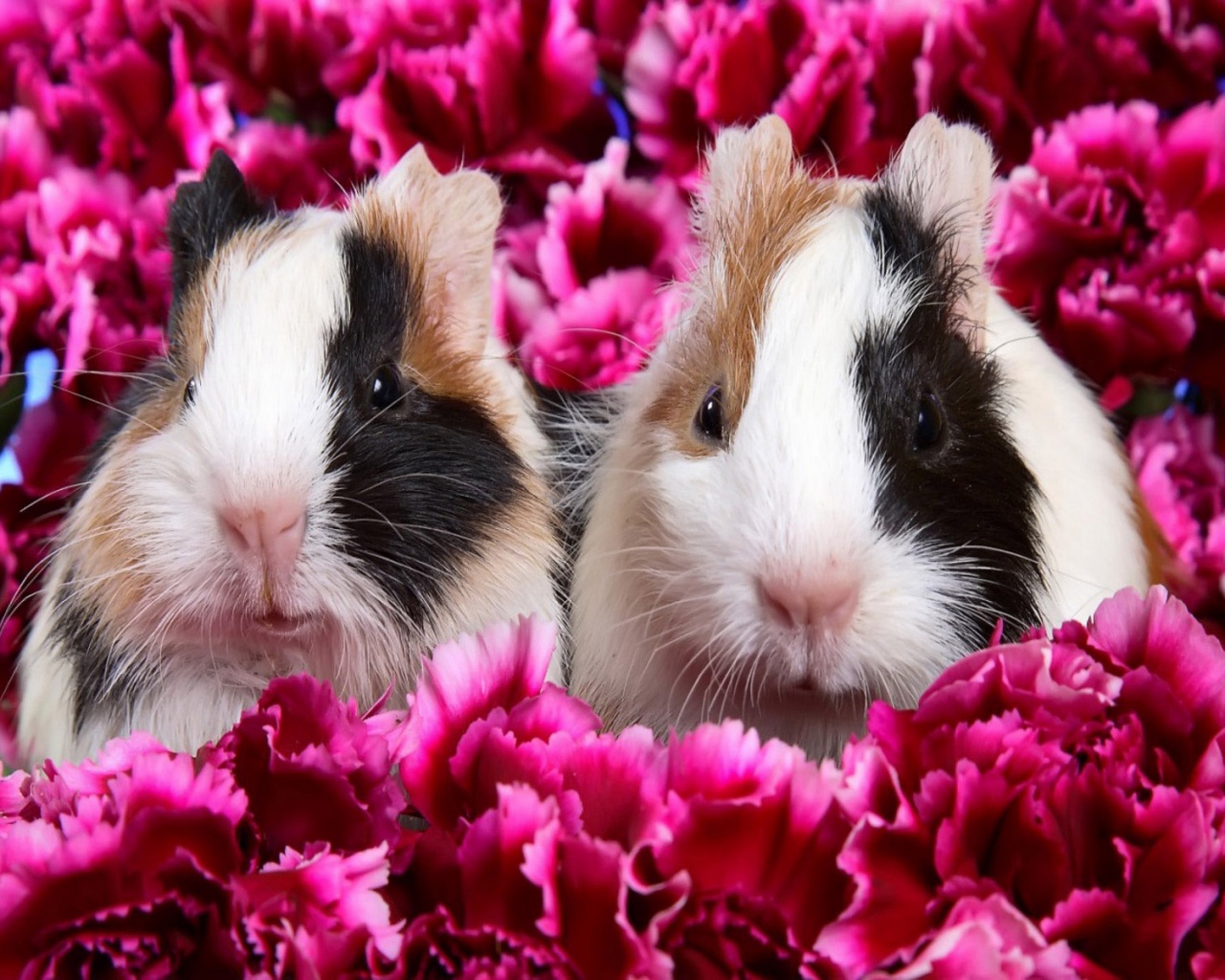 Морские свинки в гвоздиках обои