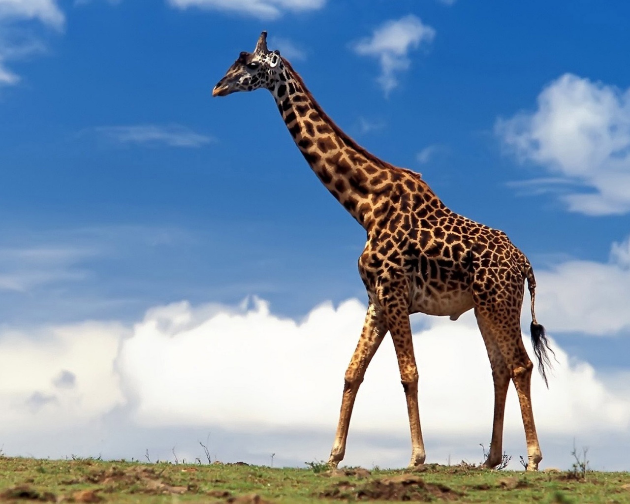 Жираф на прогулке обои