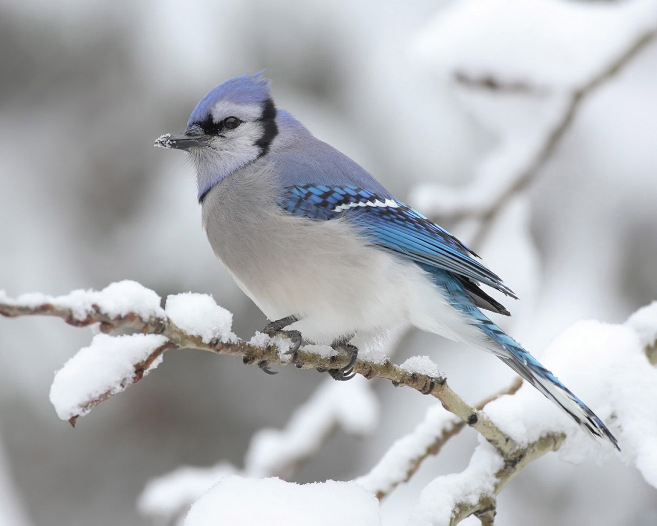 Маленькая синяя птичка обои