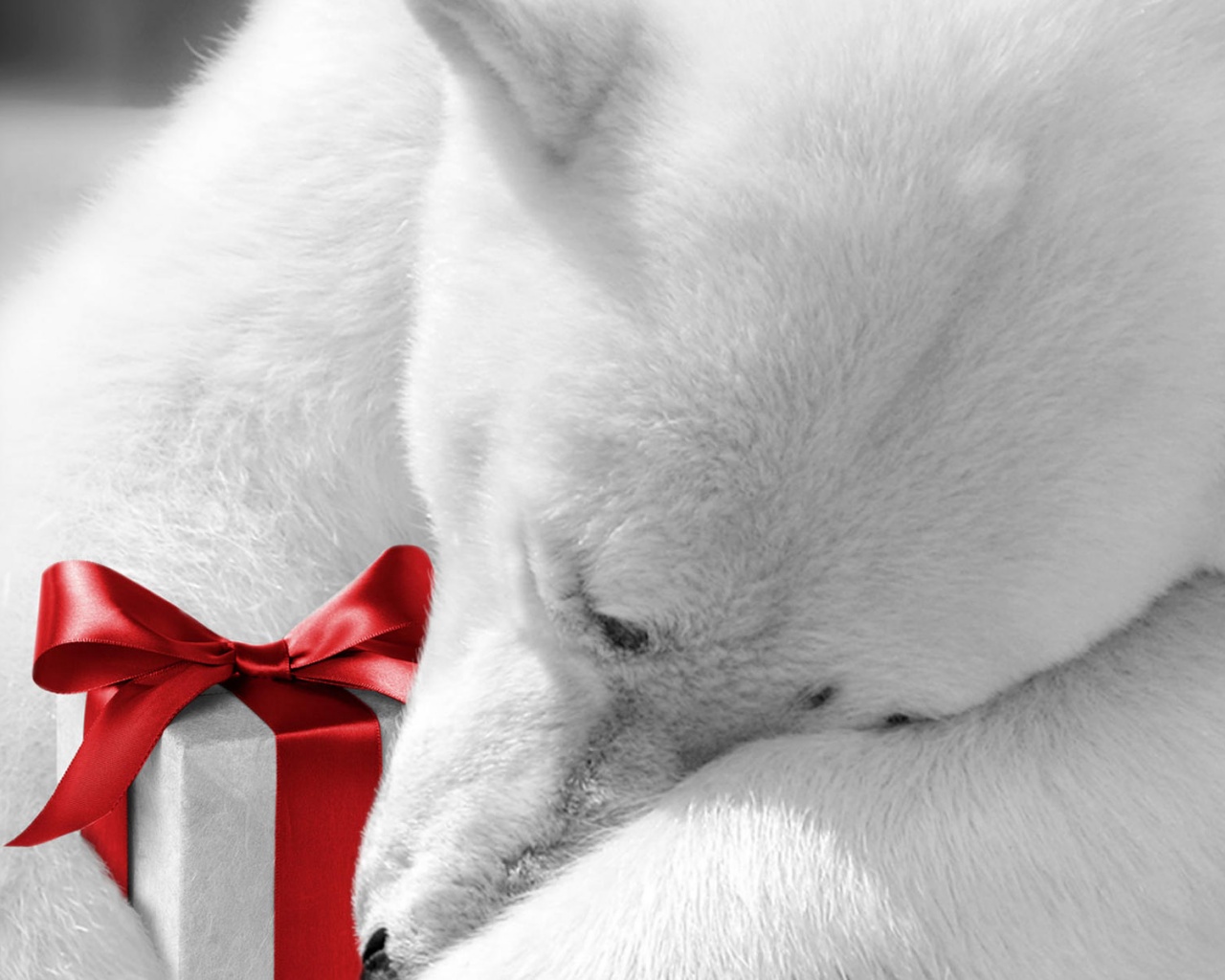 Белый мишка с подарком обои