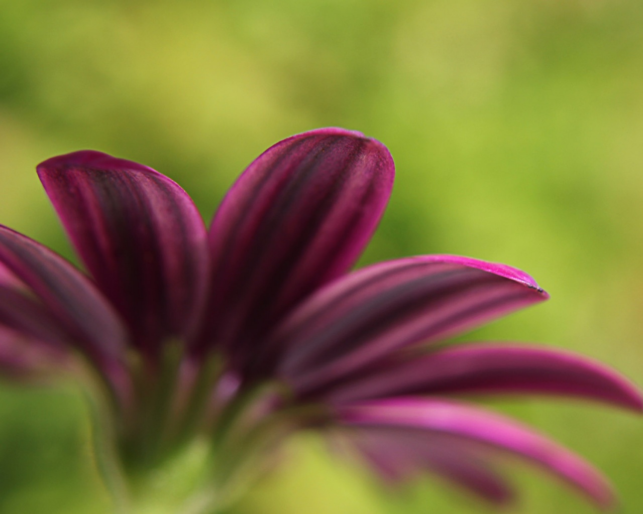 Макро фото цветка обои