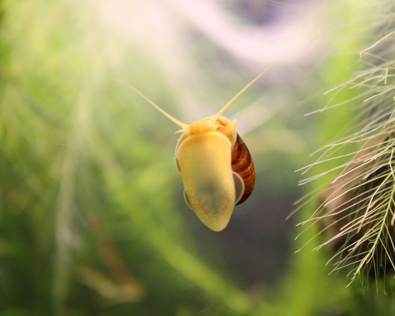 Летящее насекомое обои