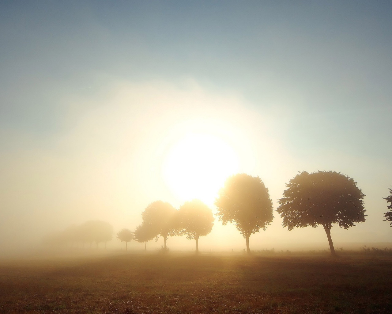 Деревья в поле обои