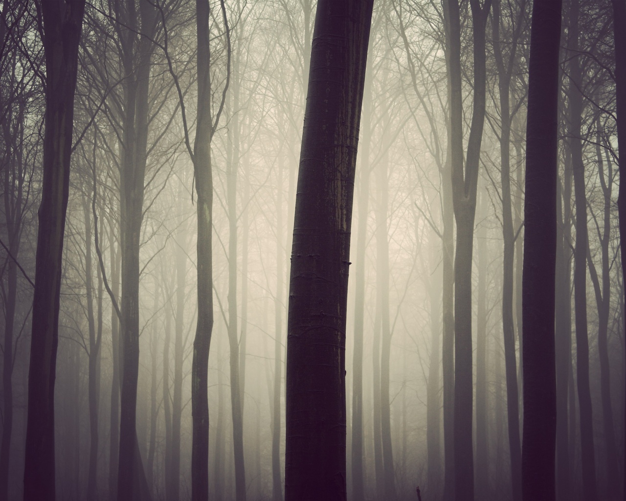 Туман в лесу обои