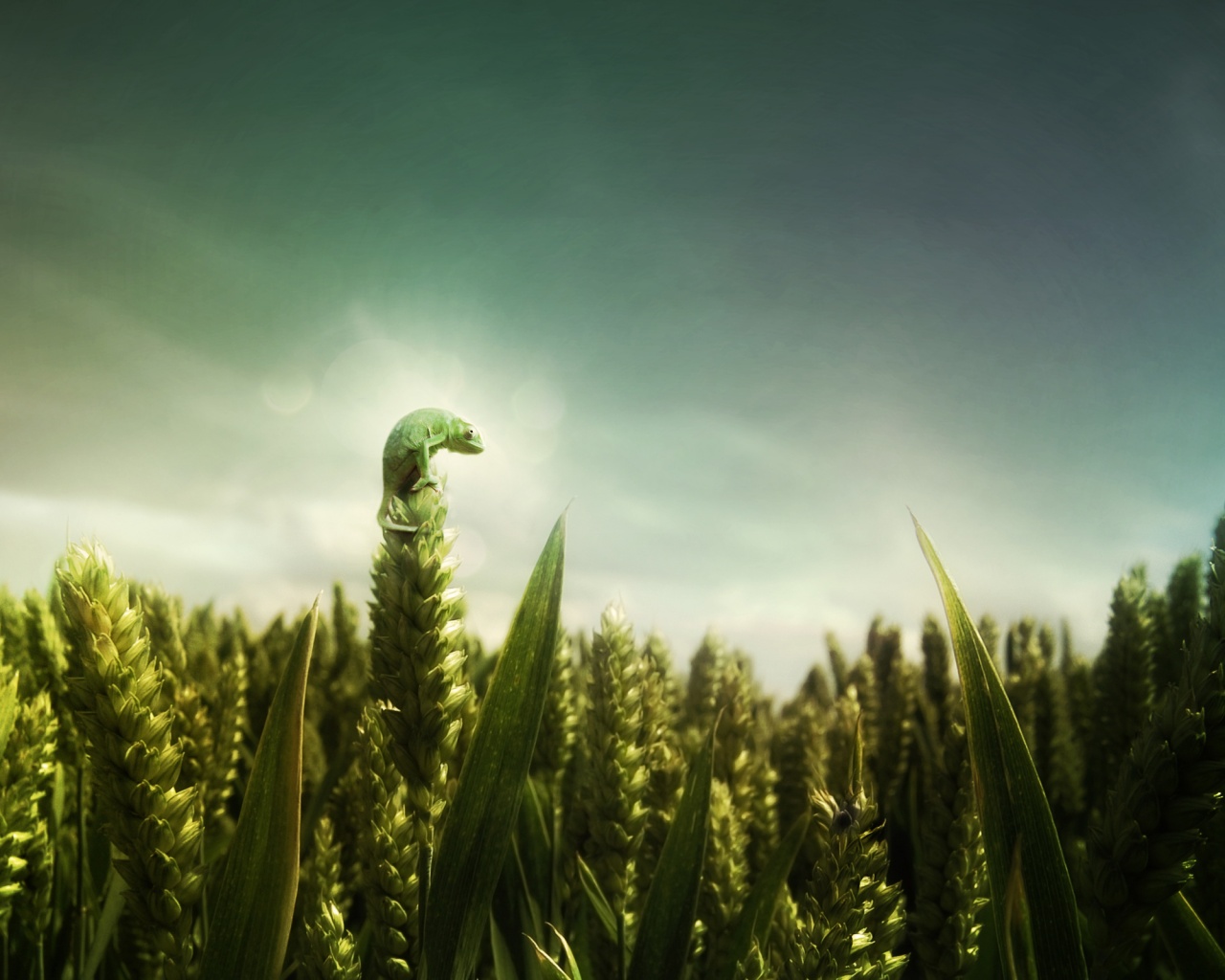 Маленький хамелеон на травинке обои