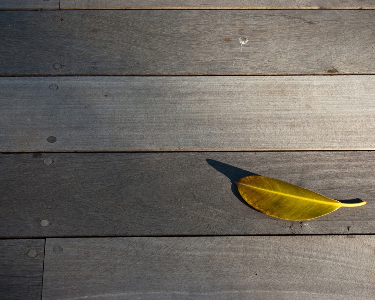 Лист на деревянном полу обои