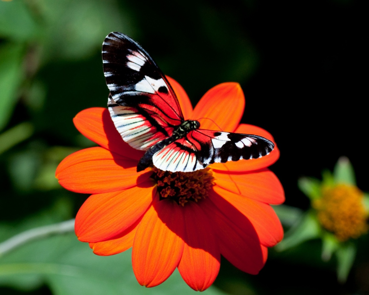 Бабочка на цветке обои