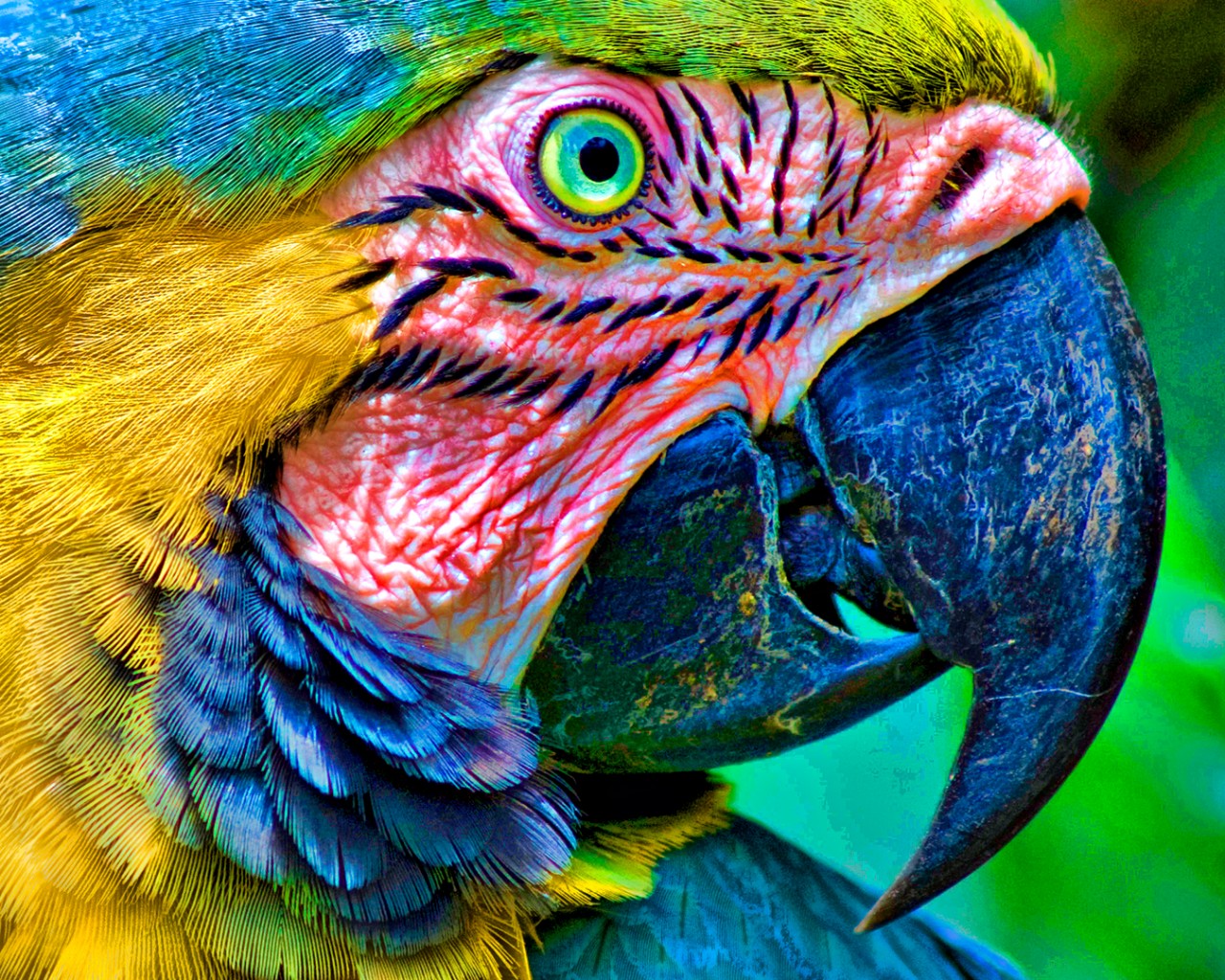 Попугай обои