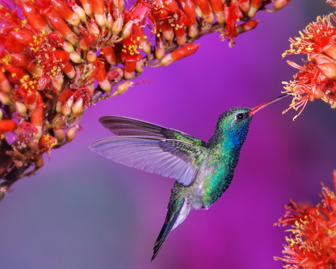 Колибри обои