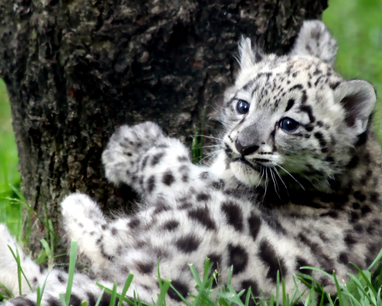 Котенок большой дикой кошки обои