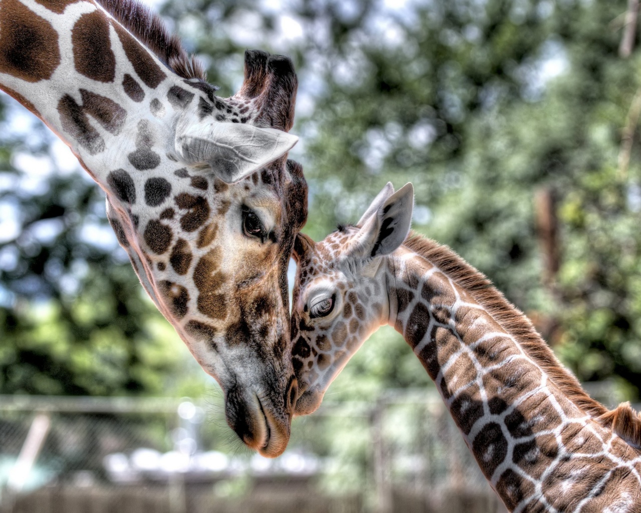 Жирафа и жирафёнок обои